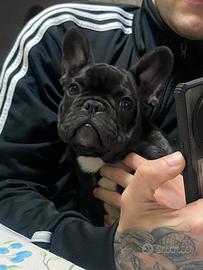 Bouledogue francese