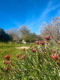 La Tiribba Relax e natura-angolo green con terreno