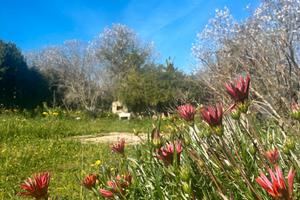 La Tiribba Relax e natura-angolo green con terreno