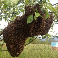 Recupero sciami d'api