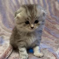 Cuccioli - Scottish Fold e Straight