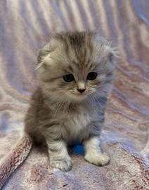 Cuccioli - Scottish Fold e Straight