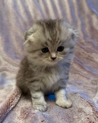 Cuccioli - Scottish Fold e Straight