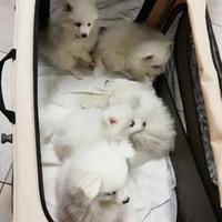 Volpino Italiano cuccioli