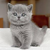 Gatto British Shorthair femmina