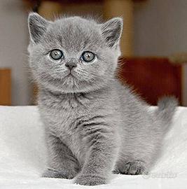 Gatto British Shorthair femmina