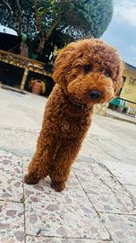 Disponibile per monta