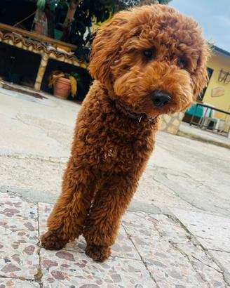 Disponibile per monta