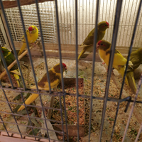 Kakariki fronte rossa