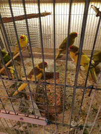 Kakariki fronte rossa