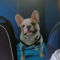 Bulldog francese