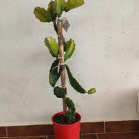 Talee pitaya - Hylocereus undatus - Dragon fruit