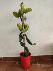 Talee pitaya - Hylocereus undatus - Dragon fruit