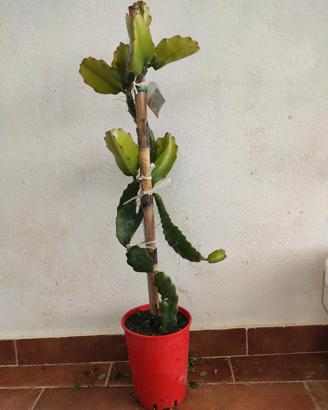 Talee pitaya - Hylocereus undatus - Dragon fruit