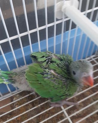 Piccoli pappagallini