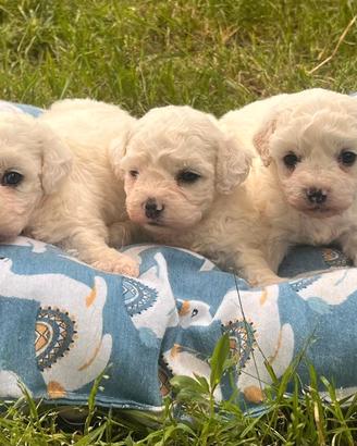 Cuccioli di bolognese