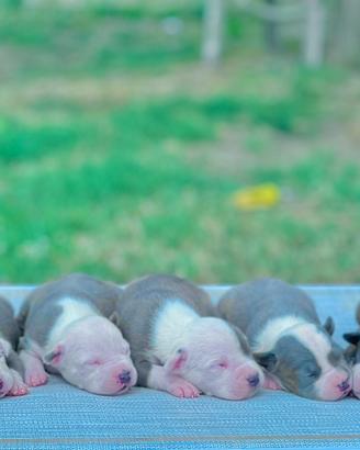 Amstaff blu occhi blu pedigree ENCI