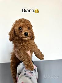 Bellissime cucciole di barboncino toy