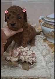 Barboncini toy/mini toy red