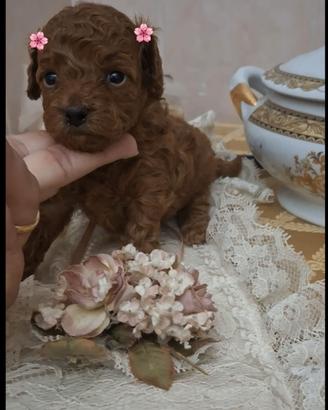 Barboncini toy/mini toy red