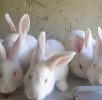 Conigli vivi