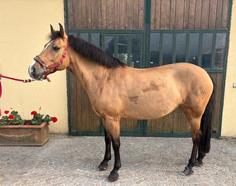 Cavalla