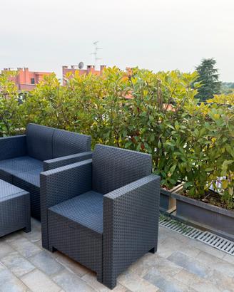 Photinia 5 vasi da siepe