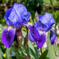 IRIS VIOLA