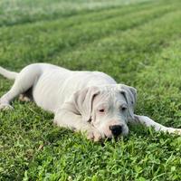 Dogo argentino cuccioli