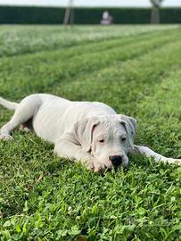 Dogo argentino cuccioli