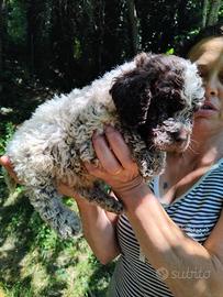 Lagotto romagnolo