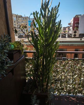  pianta cactus