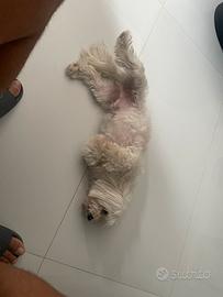 Cane Maltese Toy bianco