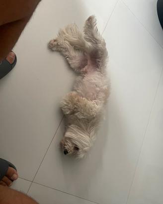 Cane Maltese Toy bianco