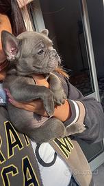 Bulldog francese