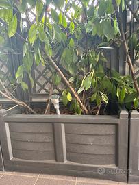 Fioriere con piante (photinia red robin)