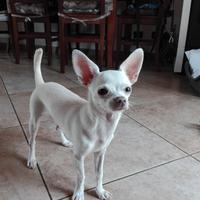 Chihuahua