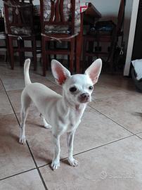 Chihuahua