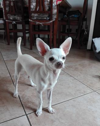 Chihuahua
