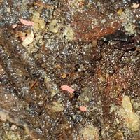 Bilobella Braunerae 30+ pezzi