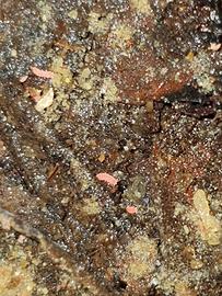 Bilobella Braunerae 30+ pezzi