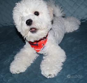 Cagniolino, cucciolo maschietto Bichon Frisè 