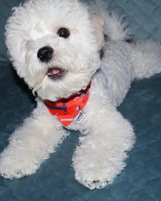 Cagniolino, cucciolo maschietto Bichon Frisè 