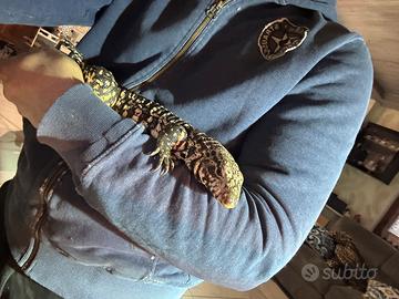 Tegu argentino