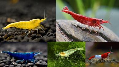 caridine Neocaridine gamberetti diversi colori