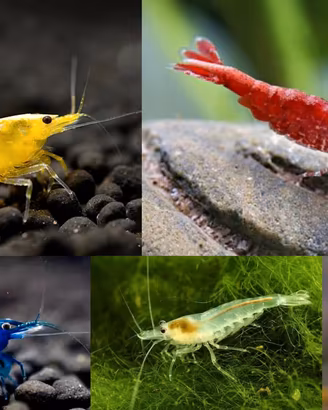 caridine Neocaridine gamberetti diversi colori