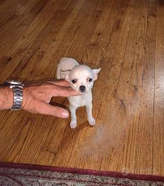 Chihuahua mini Toy bianca
