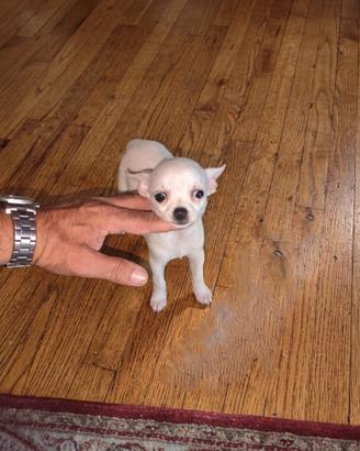Chihuahua mini Toy bianca