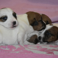 Cuccioli Jack russell pedigree roi