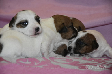 Cuccioli Jack russell pedigree roi